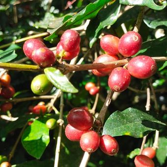 Kopi Robusta Manggarai Timur, Flores, NTT, Kamis, (6/10/2022)