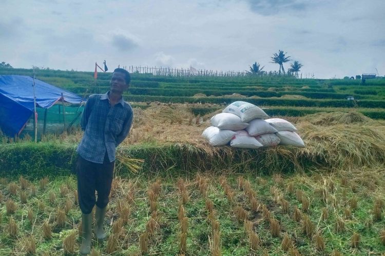 Ilustrasi: Petani padi bersama tumpukan gabah hasil panen raya di Desa Talagasari, Kadungora, Garut.