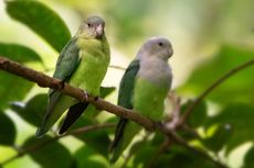 3 Tips Jitu Agar Lovebird Kesayangan Tambah Gacor