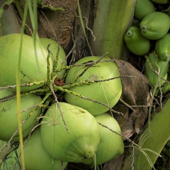 Ilustrasi pohon kelapa genjah hijau, tanaman kelapa genjah hijau. 