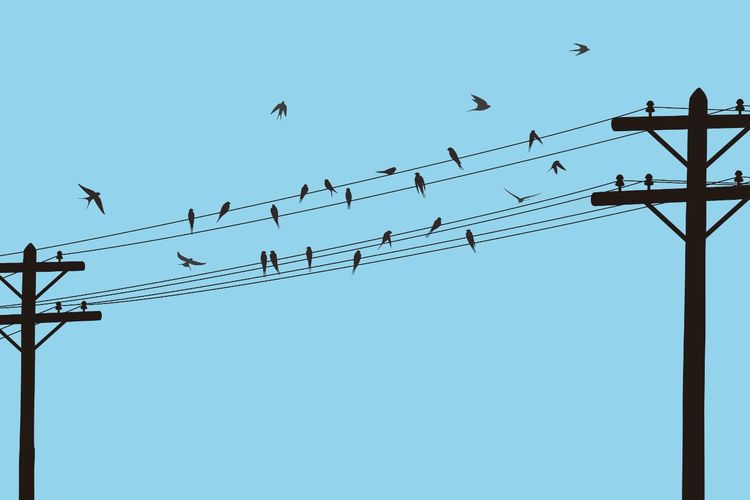 Alasan Burung Sering Hinggap di Kabel Listrik, Mengapa Tidak Tersetrum?