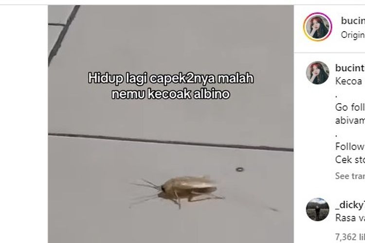 Tangkapan layar soal kecoa albino.