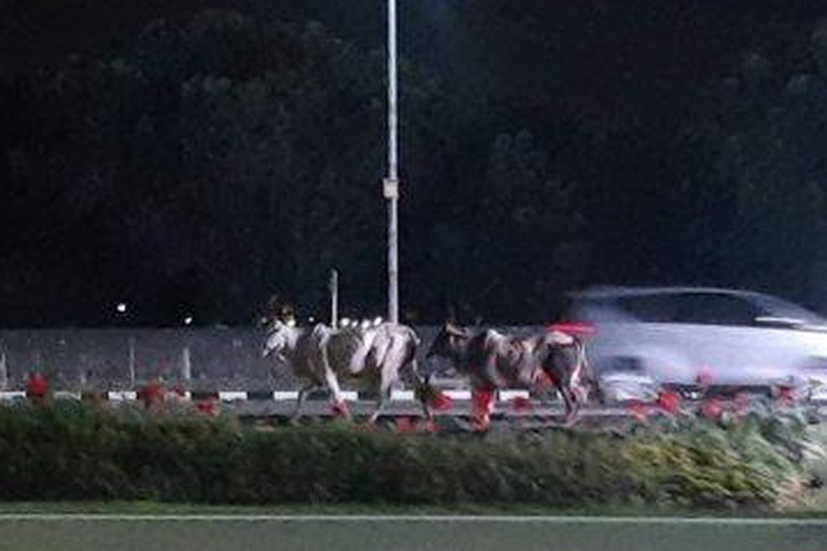 Penampakan dua ekor sapi berkeliaran di Jalan P1 Bandara Soekarno-Hatta, Kota Tangerang, pada Kamis (16/3/2023) malam, pasca-truk pengakut hewan alami kecelakaan.  