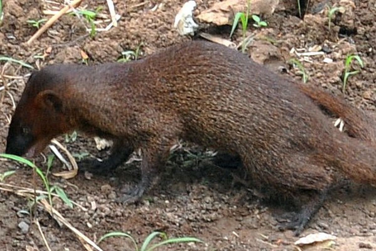 Garangan jawa (Herpestes javanicus), salah satu predator alami anakan ular kobra yang saat ini sudah jarang ditemukan.