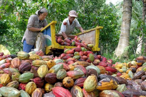 Dominan Ekspor, Industri Perlu Dorong Hilirisasi Produk Kakao