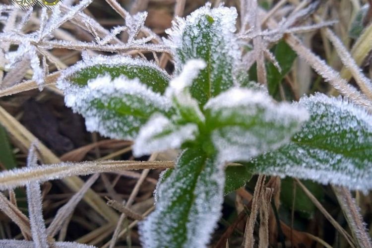 Embun upas atau frost yang terlihat di Kawasan Ranupani, Kabupaten Lumajang