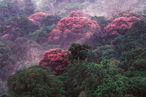 Hutan Ini Jadi Berbunga-bunga karena Perubahan Iklim, Bagaimana Bisa?