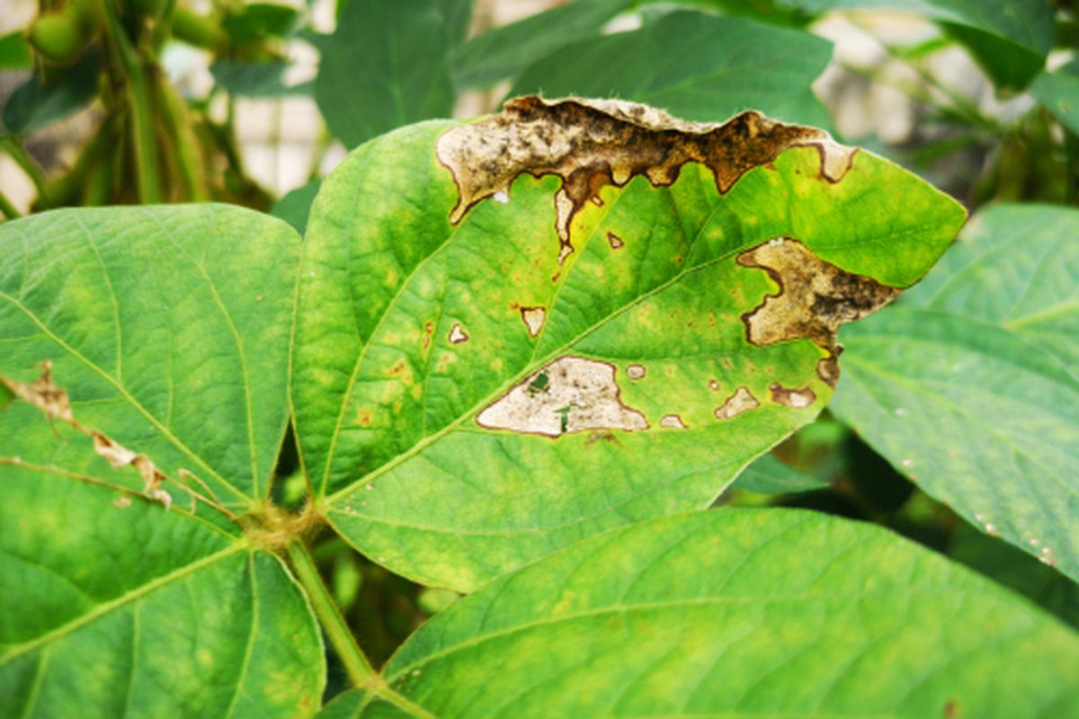 Ilustrasi daun terserang hama penggerek daun