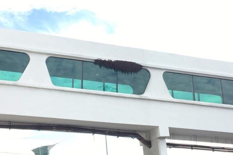 Sarang lebah di jendela bagian luar bangunan Bandara Internasional Kuala Lumpur 2 (KLIA2). (Twitter/Tony Fernandes)