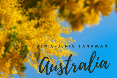 Jenis-Jenis Tanaman Australia