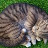 Kenapa Kucing Tidur Melingkar? Begini Penjelasannya
