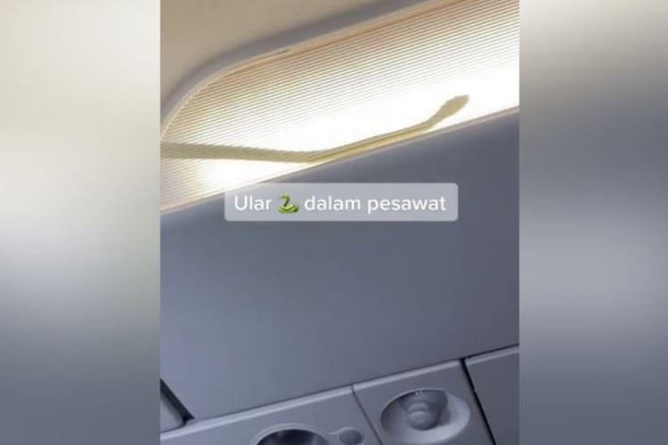 Tangkap layar video yang menunjukkan siluet ular bergerak perlahan di kompartemen bagasi pesawat tersebut di media sosial.
