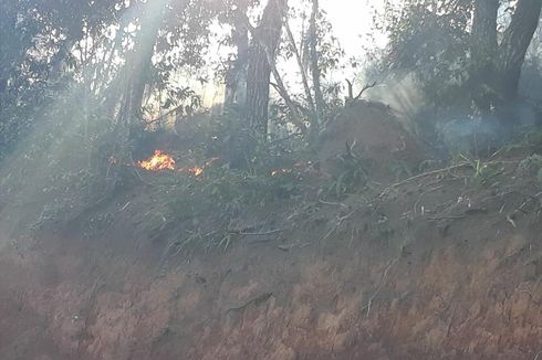 Diduga akibat Puntung Rokok, Hutan Pinus di Tana Toraja Terbakar   