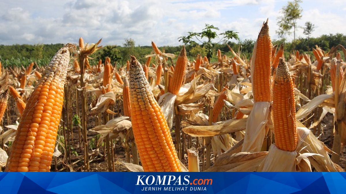 BPS Catat Produksi Jagung 1,18 Juta Ton, Potensi Panen Masih 4,23 Juta Ton
