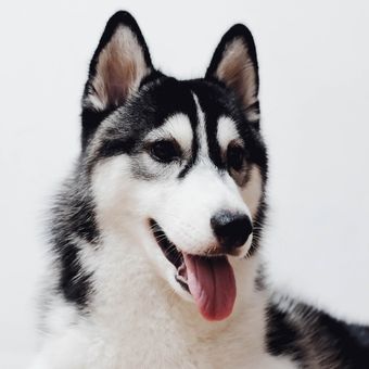 Ilustrasi anjing Siberian Husky.