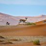 Liburan ke Namibia Afrika, Kini Bisa Ajukan Visa Turis Secara Online