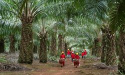 Sektor 'FLAG' dan Upaya Pengurangan Emisi, Langkah TSE Group Menuju Net Zero Emissions