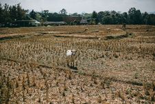 Hadapi El Nino, Ekonom Sarankan Petani Gunakan Asuransi Pertanian