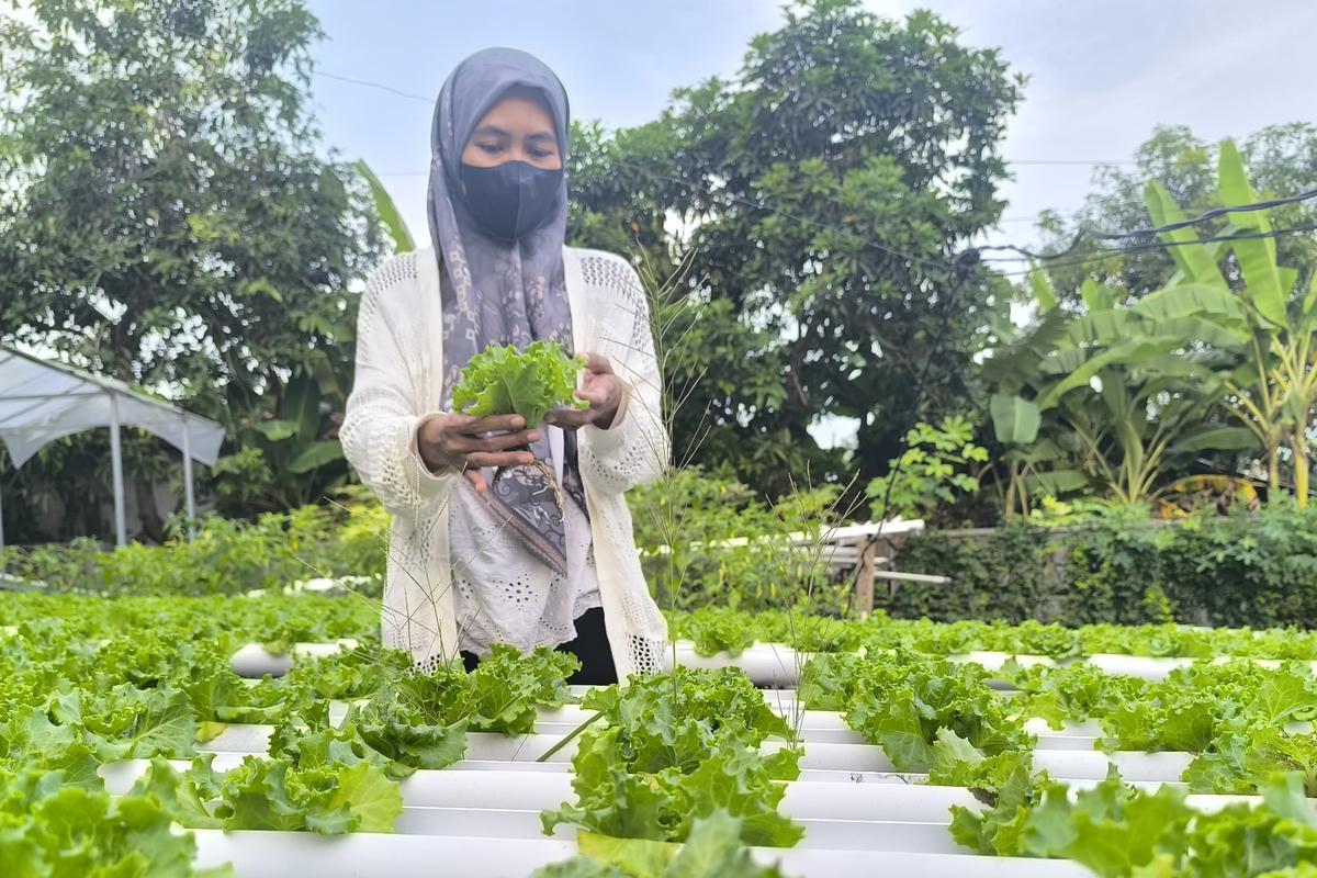 Warga Pamekasan membuat kebun selada yang asri dan segar dari halaman rumahnya. Simak ceritanya!