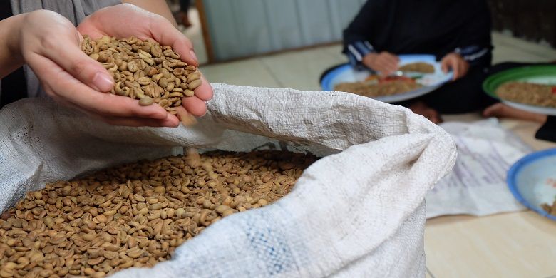 Kopi Liberika Meranti dalam wujud biji kopi beras.