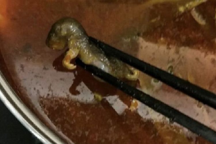 Inilah bangkai tikus yang ditemukan dalam mangkuk sup di sebuah rumah makan di China.