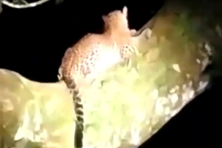 Potongan video durasi 19 detik kemunculan Macan Tutul di Lereng Gunung Raung Banyuwangi 