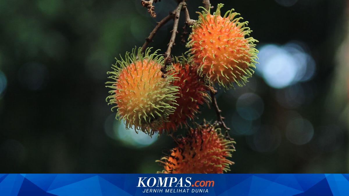 5 Manfaat Rambutan, Cegah Ginjal Rusak hingga Obat Diabetes