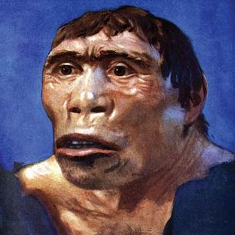 Rekonstruksi artistik manusia purba Homo erectus atau Java man
