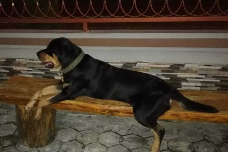 Seekor anjing jenis rottweiler hilang sejak Senin (25/10/2021). Sebelumnya, anjing bernama Mickey tersebut dipelihara keluarga Acun di Jalan Cempaka, Kecamatan Mempawah Hilir, Kabupaten Mempawah, Kalimantan Barat (Kalbar).