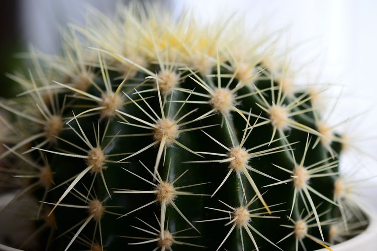 Ilustrasi tanaman kaktus. 