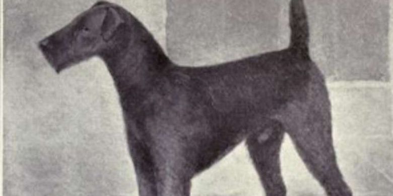 Anjing Airedale terrier 1915