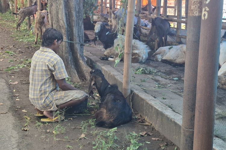 Lapak Hewan Kurban Bermunculan di Sumenep, Pengawasan Masih Minim