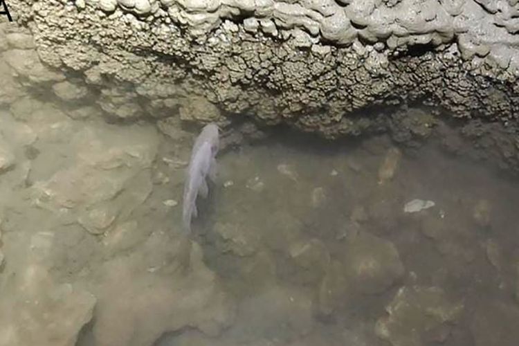 Ikan wader buta Barbodes klapanunggalensis sp. diambil di lokasi gua tahun 2020 