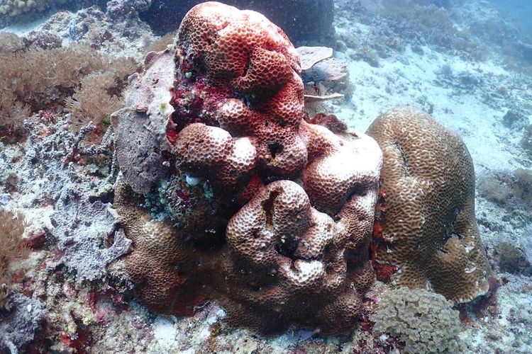 Kementerian Kelautan dan Perikanan (KKP) melalui Balai Kawasan Konservasi Perairan Nasional (BKKPN) Kupang melakukan kajian terhadap fenomena pemutihan karang (coral bleaching) di beberapa kawasan sejak Januari hingga Februari 2024.