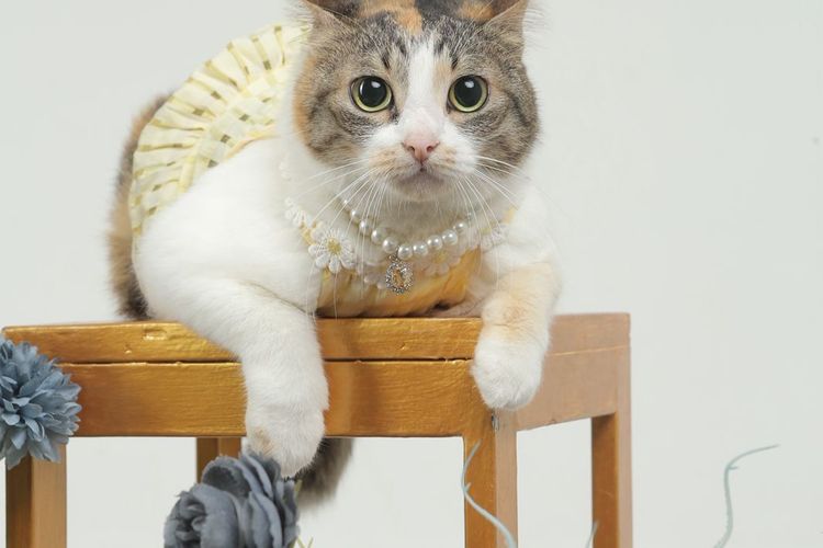 Cerita Neng Molen, Kucing Jalanan yang Kini Jadi 