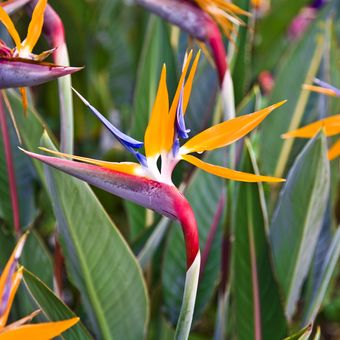 Ilustrasi tanaman hias bird of paradise.