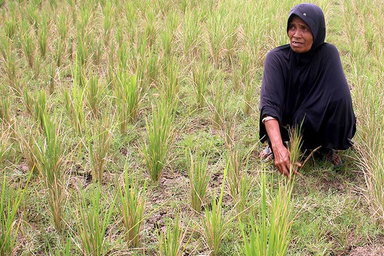 Sekitar 150 hektar tanaman padi milik warga Desa Lamsi, Kecamatan Cot Gle, kabupaten Aceh Besar mengering akibat kekeringan. Mereka pun kini terancam gagal panen.