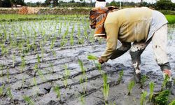 Berikan Banyak Manfaat untuk Petani, KUR Kini Bisa Diajukan melalui Kostrani