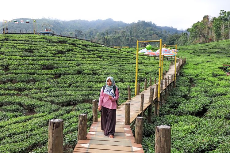 Kebun Teh Gunung Gambir di Jember.