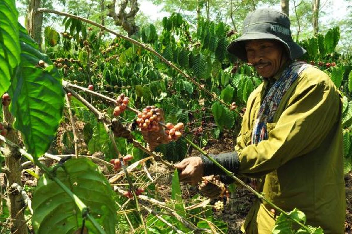 Seorang tenaga petik kopi di Kebun Kopi PTPN IX, Bawen Kabupaten Semarang.