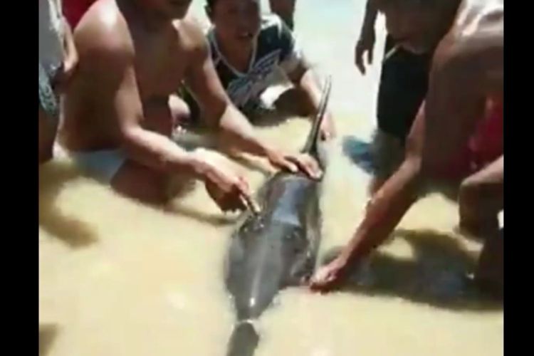 Lumba-Lumba Terdampar di Pantai Berulang Kali Dievakuasi ke Tengah Laut Selalu Balik ke Pantai