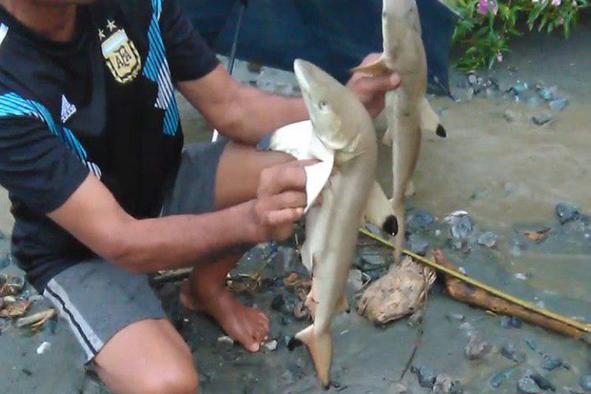 Hiu yang ditemukan warga saat beberapa hari lalu banjir bandang melanda Sentani, Papua. Warga percaya ini adalah hiu air tawar. 