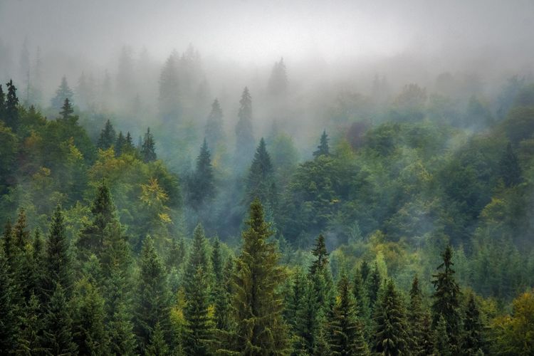 Hutan Homogen: Pengertian, Ciri-ciri, dan Contohnya Halaman all - Kompas.com