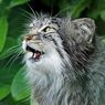 5 Fakta Kucing Ras Pallas, Hewan Berbulu dengan Ekspresi Menggemaskan