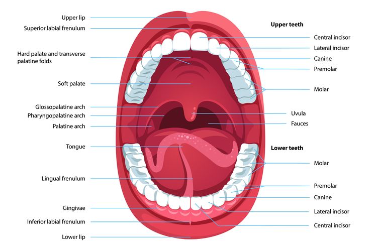 Ilustrasi Mulut