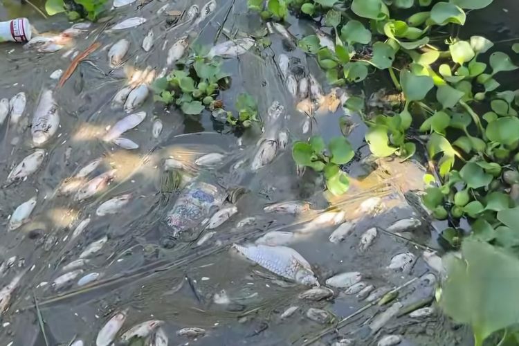 Imbas Ikan Mati Massal, Pemdes Bendungan Purworejo Siapkan Aturan Khusus