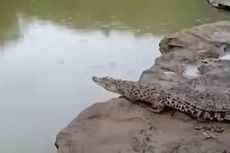 Pengakuan Perekam Video Viral Buaya di Sungai Oya Gunungkidul: Panjangnya 1,5 Meter