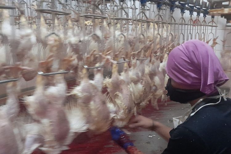 Produksi Ayam Potong Diproyeksikan Surplus, KBI Sarankan Pengusaha Memanfaatkan Resi Gudang