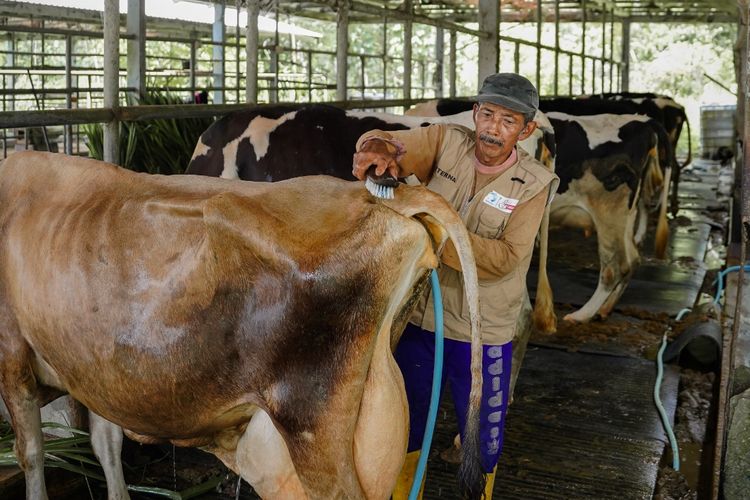 Sarihusada memperkuat pengembangan peternak dan koperasi lokal serta menerapkan praktik baik peternakan berkelanjutan dalam proses produksi susu.