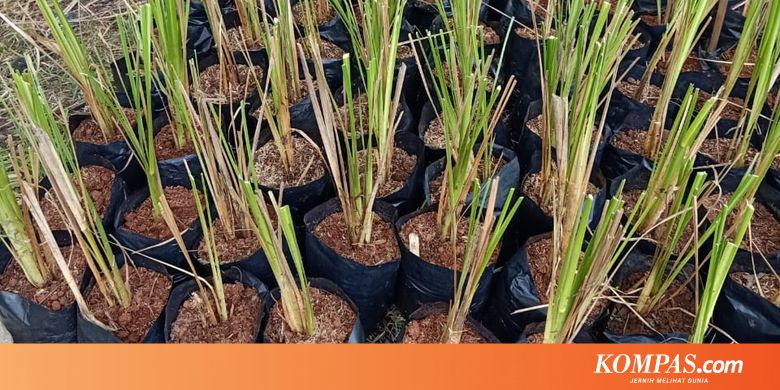 Kepala BNPB Sebut Tanaman Vertiver Mampu Atasi Longsor, Apa Itu?